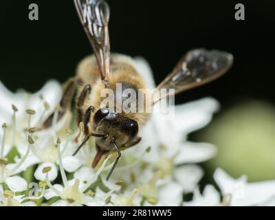 Tuffati nel mondo in miniatura di creature accattivanti: Macro Magic: Un'occhiata ravvicinata rivela la bellezza e la meraviglia degli insetti, dove ogni dettaglio contiene Foto Stock