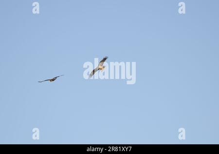 Coppia di aquiloni dalle orecchie nere Milvus migrans lineatus in volo. Kushiro Japanese Crane Reserve. Hokkaido. Giappone. Foto Stock