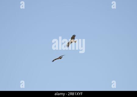 Coppia di aquiloni dalle orecchie nere Milvus migrans lineatus in volo. Kushiro Japanese Crane Reserve. Hokkaido. Giappone. Foto Stock