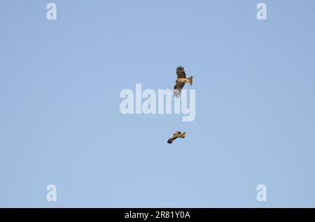 Coppia di aquiloni dalle orecchie nere Milvus migrans lineatus in volo. Kushiro Japanese Crane Reserve. Hokkaido. Giappone. Foto Stock