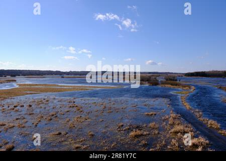 Allagata valle del fiume Narew in primavera sotto il cielo blu, Voivodato Podlaskie, Polonia, Europa Foto Stock