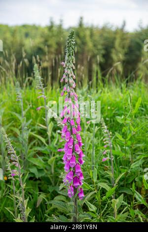 Foxglove flowers High Bickington, Devon, Inghilterra, Regno Unito. Foto Stock