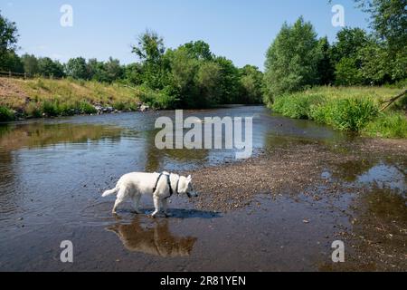 White Siberian Husky pagaiando nel fiume Tame al parco di campagna di vale rosso, Stockport, Greater Manchester, Inghilterra. Foto Stock