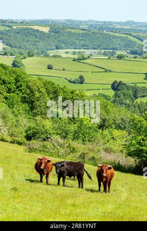 Red Devon mucche con GPS recinto virtuale NoFence collari tenerli in un paddock virtuale, High Bickington, Devon, Inghilterra, Regno Unito. Foto Stock