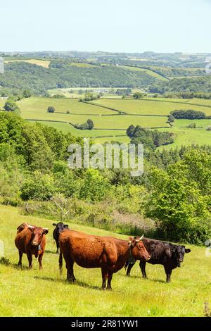 Red Devon mucche con GPS recinto virtuale NoFence collari tenerli in un paddock virtuale, High Bickington, Devon, Inghilterra, Regno Unito. Foto Stock