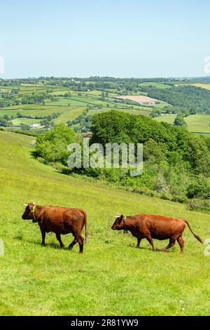 Red Devon mucche con GPS recinto virtuale NoFence collari tenerli in un paddock virtuale, High Bickington, Devon, Inghilterra, Regno Unito. Foto Stock