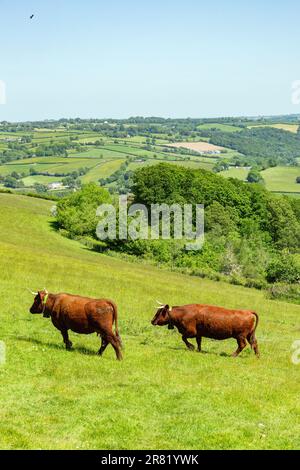 Red Devon mucche con GPS recinto virtuale NoFence collari tenerli in un paddock virtuale, High Bickington, Devon, Inghilterra, Regno Unito. Foto Stock