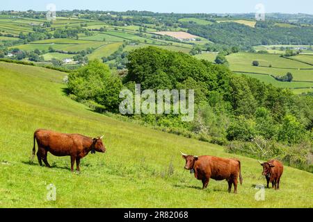 Red Devon mucche con GPS recinto virtuale NoFence collari tenerli in un paddock virtuale, High Bickington, Devon, Inghilterra, Regno Unito. Foto Stock