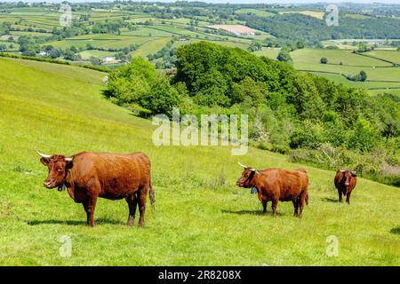 Red Devon mucche con GPS recinto virtuale NoFence collari tenerli in un paddock virtuale, High Bickington, Devon, Inghilterra, Regno Unito. Foto Stock