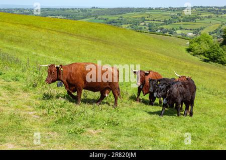 Red Devon mucche con GPS recinto virtuale NoFence collari tenerli in un paddock virtuale, High Bickington, Devon, Inghilterra, Regno Unito. Foto Stock