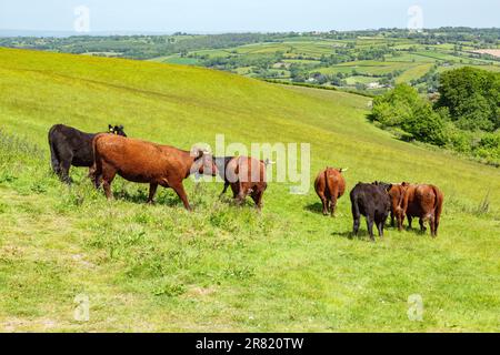 Red Devon mucche con GPS recinto virtuale NoFence collari tenerli in un paddock virtuale, High Bickington, Devon, Inghilterra, Regno Unito. Foto Stock