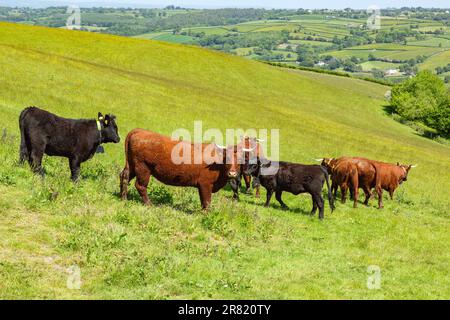 Red Devon mucche con GPS recinto virtuale NoFence collari tenerli in un paddock virtuale, High Bickington, Devon, Inghilterra, Regno Unito. Foto Stock