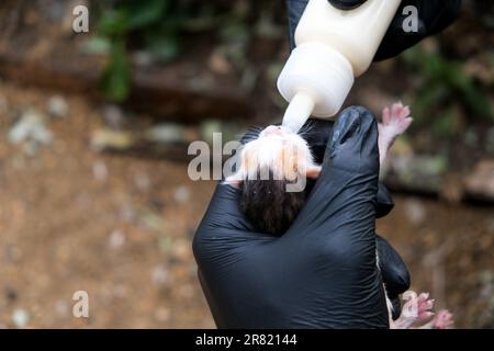 Il latte per neonati può essere ingerito con l'alimentatore per biberon. Messa a fuoco selettiva inclusa. Foto Stock