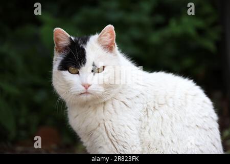 Gatto bianco con un punto nero sul viso seduto in una strada estiva e che sembra arrabbiato con la macchina fotografica Foto Stock