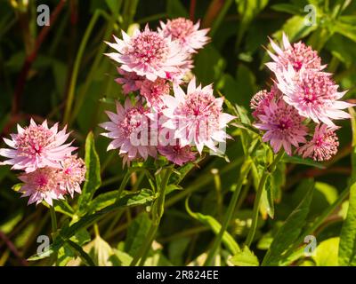 Fiori rosa del duro perenne magistrale, Astrantia Major 'Roma' Foto Stock