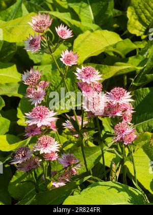 Fiori rosa del duro perenne magistrale, Astrantia Major 'Roma' Foto Stock