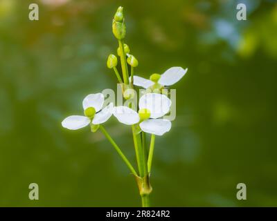 Fiori bianchi della fioritura estiva stagno marginale pianta, sagittaria graminea, avena foglia di freccia Foto Stock