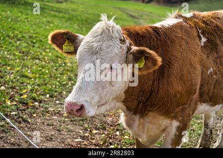 Un primo piano di una mucca bianca e nera in piedi vicino a una recinzione di filo spinato in un ambiente rurale Foto Stock