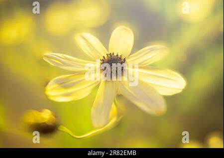 Fiore di Coreopsis sparato nella luce del sole d'ora d'oro di mattina presto brillante Foto Stock