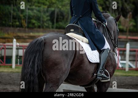 Cavallo elegante, spettacolo di dressage, cavallo lusitano nero. Foto Stock