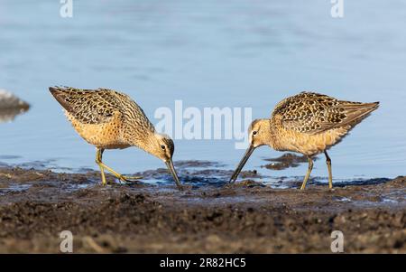 Dowitcher a basso costo in Alaska durante la primavera Foto Stock