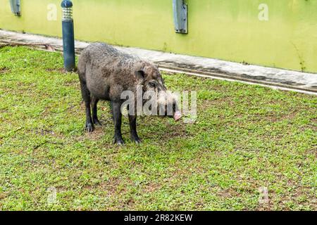 Maiale bearato, Sus barbatus barbatus, nutrirsi in erba nel parco nazionale di Bako. Borneo, Malesia. Foto Stock