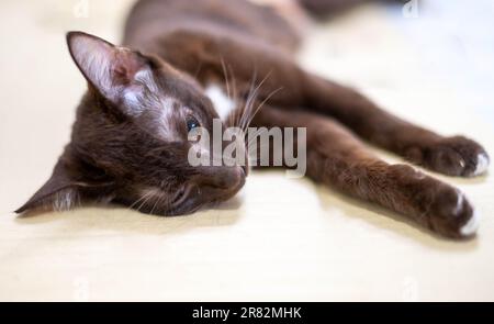 L'incoscienza del gatto sul tavolo durante l'anestesia per la sterilizzazione del gatto presso la clinica dell'animale domestico. Concetto veterinario. Foto Stock