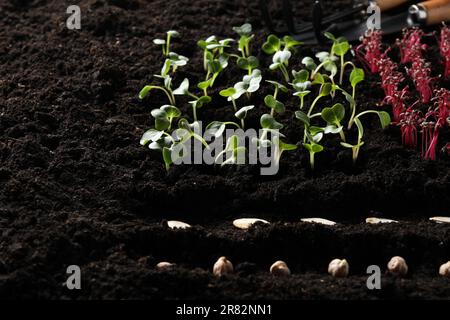 Molti semi e piantine vegetali in suolo fertile Foto Stock