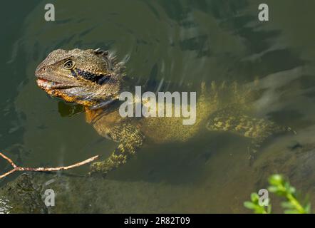 Drago d'acqua orientale, Intellegama leseurii, con bocca aperta e corpo sommerso ma chiaramente visibile sotto l'acqua del lago nel parco cittadino in Australia Foto Stock