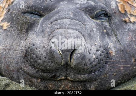 Foche maschio a forma di elefante sull'isola sub-antartica di Macquarie, a sud della Tasmania, Australia Foto Stock