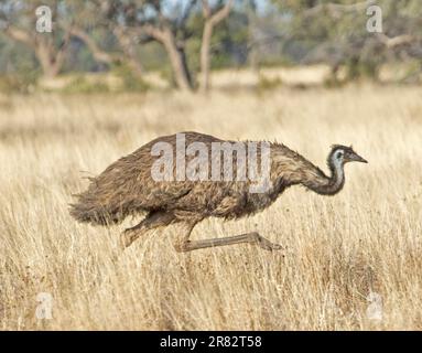 emu maschile, Dromaius novaehollandiae, che attraversa lunghe erbe secche nell'entroterra del New South Wales, Australia Foto Stock