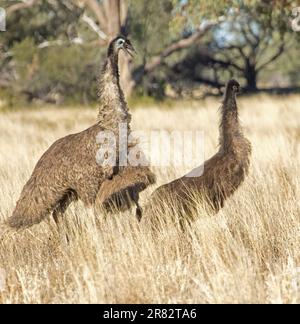 Uomo emu, Dromaius novaehollandiae, mostrando aggressività ai suoi due grandi pulcini, tra lunghe erbe secche nell'entroterra del New South Wales in Australia Foto Stock