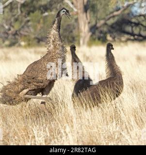 Uomo emu, Dromaius novaehollandiae, mostrando aggressività ai suoi due grandi pulcini, tra lunghe erbe secche nell'entroterra del New South Wales in Australia Foto Stock