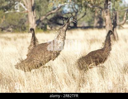 emu maschile, Dromaius novaehollandiae, che mostra aggressività a uno dei due grandi pulcini, tra le lunghe erbe secche dell'Outback NSW Australia Foto Stock