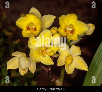 Ammasso di splendidi fiori gialli di orchidea a terra, cultivar Spathoglottis su sfondo scuro Foto Stock