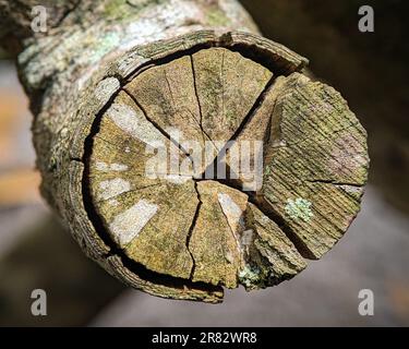 Primo piano dettaglio di una crepa nel legno di un albero con sfondo sfocato. Foto Stock
