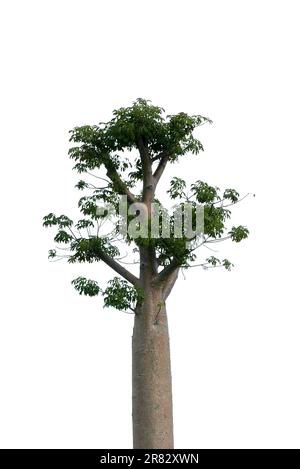 Cima di Boabab albero isolato su sfondo bianco. Foto Stock