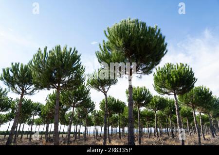 Boschetto di pini piantati vicino al villaggio di San Justo de la Vega lungo il Camino Frances a Leon, Spagna. Questo antico percorso della Via di San Inceppamento Foto Stock