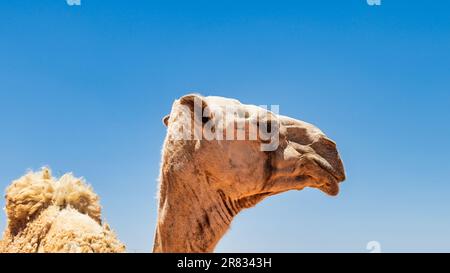 Cammelli a Muzahmiyah Foto Stock