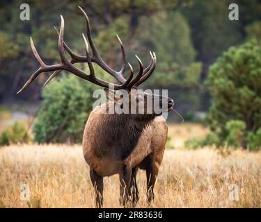 Bull Rocky alce (cervus canadensis) camminare nel prato del parco morenico durante la solca di alci caduta al Rocky Mountain National Park, Colorado, Stati Uniti Foto Stock