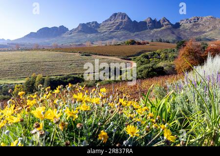 Splendida vista delle Stellenbosch Winelands con la catena montuosa di Helderberg sullo sfondo vicino a Città del Capo, Sud Africa Foto Stock