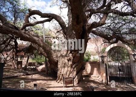 L'albero più antico della chiesa di Santa Rosa de Lima nel villaggio di Purmamarca Foto Stock