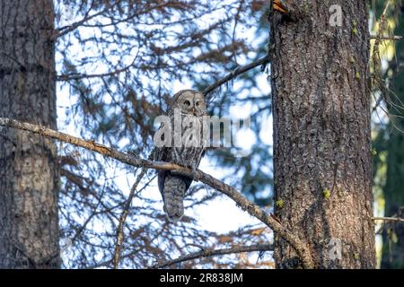 Una grande gufo grigio (Strix nebulosa), nel suo habitat naturale forestale che si impegna in contatto diretto con gli occhi grandi e gialli piercing. Foto Stock