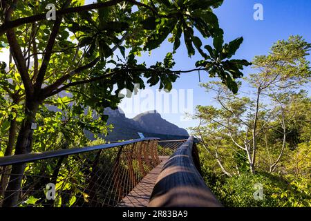 Sentiero del Cenenario della Canopy Tree (o Boomslang) nel Giardino Botanico Nazionale di Kirstenbosch - Città del Capo, Sud Africa Foto Stock