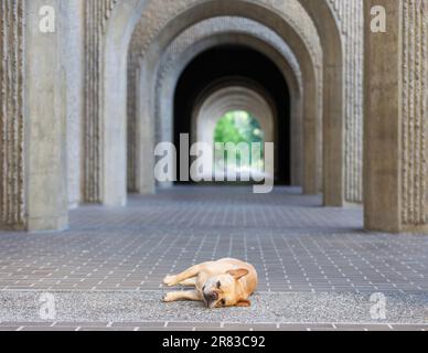 8 anni-Tan Rosso Frenchie maschio rilassante di fronte a un corridoio ad arco. Foto Stock