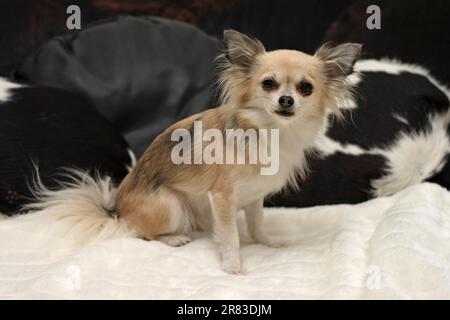 Chihuahua, femmina, seduto sul divano nel soggiorno Foto Stock