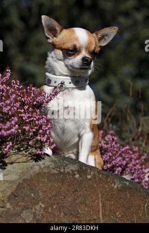 Chihuahua maschio shorthaired seduto su una roccia accanto all'erba di erica Foto Stock