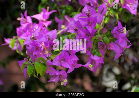 Bougainvillea fiore rosa, Bougainvillea, Bougainvillea, triplet fiore rosa giardino a Oberdingen Foto Stock