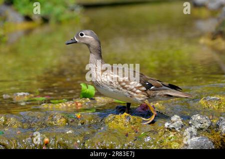 Anatra al ruscello con pulcini, anatra mandarina (Aix galericulata) Rose giardino a Oberderdingen Foto Stock