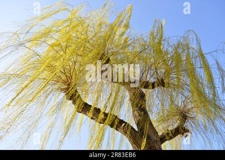 Tiri freschi di salice piangente (Salix babylonica) in primavera, vento forte, salice piangente Foto Stock